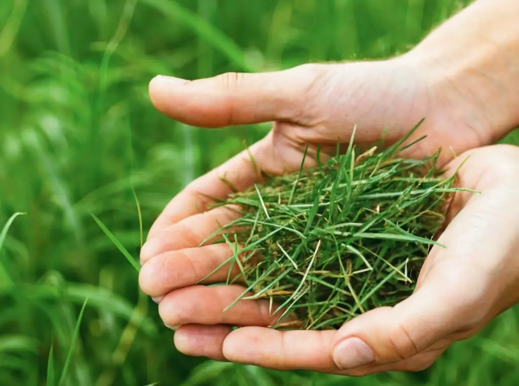 Create Picture For Website Of Bermuda Grass Seed E1707809389265 
